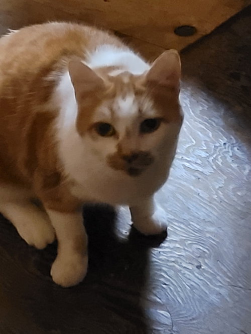 Pumpkin - offered by owner