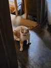 Pumpkin - offered by owner