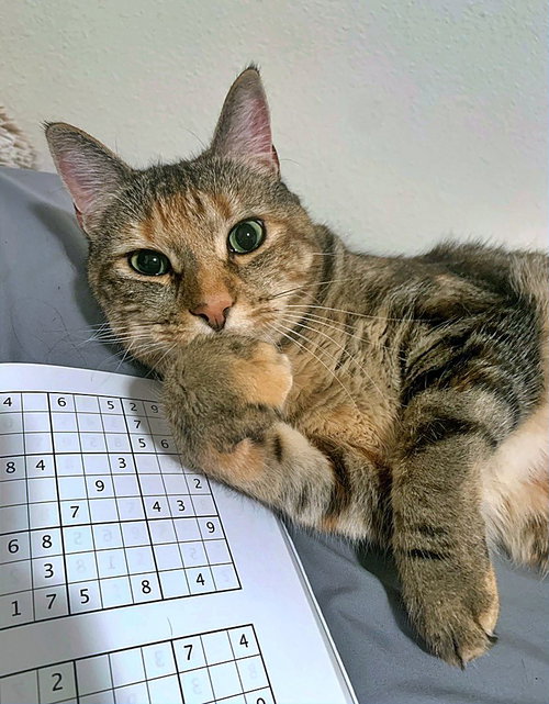 MOO - Offered by Owner - Friendly Adult Female
