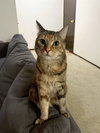 MOO - Offered by Owner - Friendly Adult Female