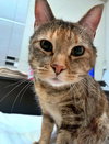 MOO - Offered by Owner - Friendly Adult Female