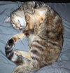 MOO - Offered by Owner - Friendly Adult Female