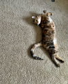 MOO - Offered by Owner - Friendly Adult Female