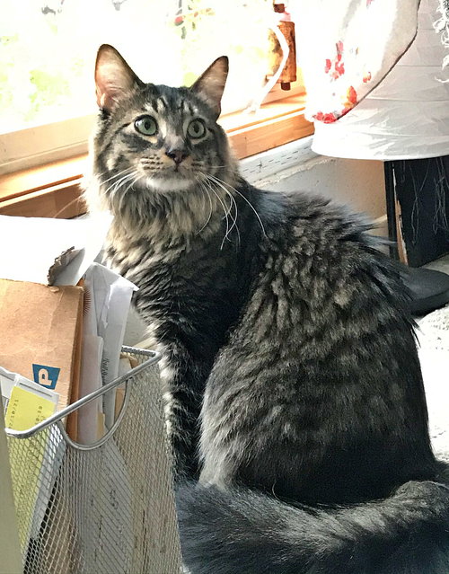 SHEN - Offered by Owner - Young Adult Male
