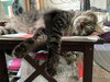 SHEN - Offered by Owner - Young Adult Male