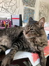 SHEN - Offered by Owner - Young Adult Male
