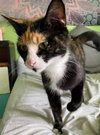 ATHENA - Offered by Owner - YOung Female