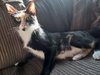 ATHENA - Offered by Owner - YOung Female