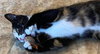 ATHENA - Offered by Owner - YOung Female