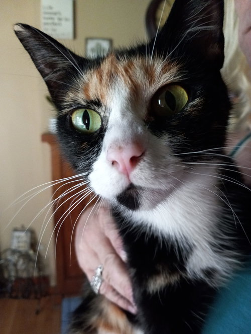 ATHENA - Offered by Owner - YOung Female