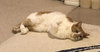 COCO - Offered by Owner - Pretty & well-behaved
