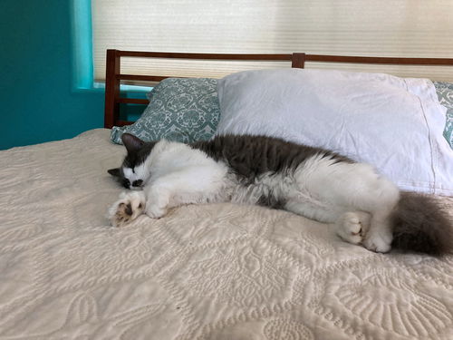 DENNIS - Offered by Owner - Young adult