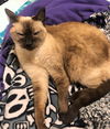 SAMMY - Offered by Owner - Siamese Female