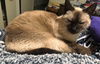 SAMMY - Offered by Owner - Siamese Female