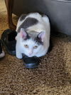 Caspian & D'Artagnan - Offered by Owner Declawed S