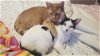 DODGE & WYATT - Teen Kittens
