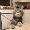 JOEY - Offered by owner - Sweet Guy!