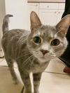 JOEY - Offered by owner - Sweet Guy!