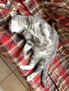JOEY - Offered by owner - Sweet Guy!