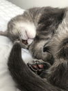 JOEY - Offered by owner - Sweet Guy!