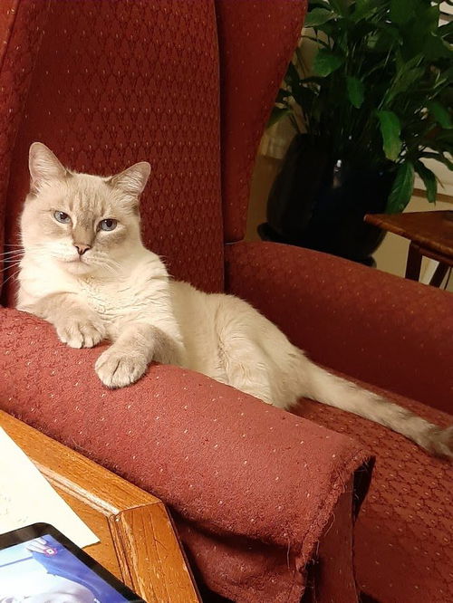 FRANKIE - Offered by Owner - Declawed Siamese