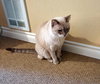 FRANKIE - Offered by Owner - Declawed Siamese