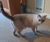 FRANKIE - Offered by Owner - Declawed Siamese