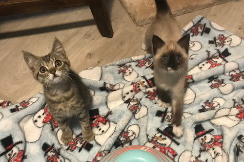 Mister Tuffy and Sparkle