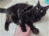 EBBY - Offered by Owner - Maine Coon male