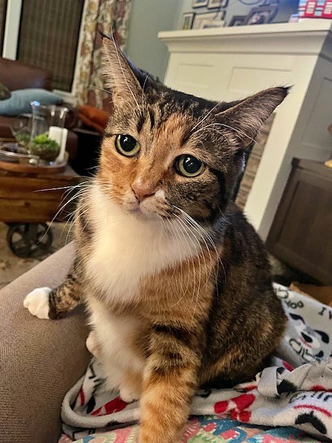 PATCHES - Offered by Owner - Beautiful Torbie