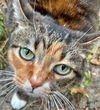 PATCHES - Offered by Owner - Beautiful Torbie