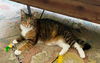 PATCHES - Offered by Owner - Beautiful Torbie