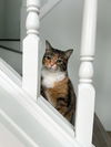 PATCHES - Offered by Owner - Beautiful Torbie