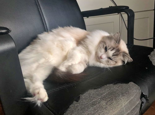 PEARL - Offered by Owner - Purebred Ragdoll