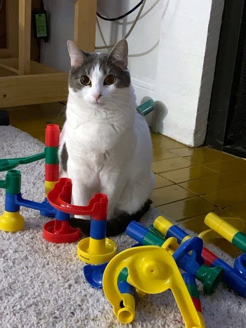 MOUSE - Offered by Owner - Adult Female
