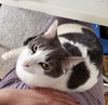 MOUSE - Offered by Owner - Adult Female