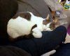 MOUSE - Offered by Owner - Adult Female