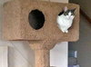 MOUSE - Offered by Owner - Adult Female