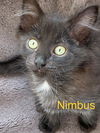 Nimbus