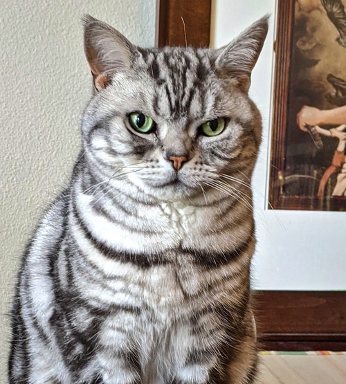 Miss PEARL - Offered by Owner- Am. Shorthair