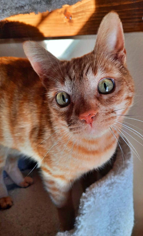 PURRSEUS - Offered by Owner