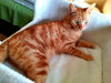 PURRSEUS - Offered by Owner