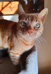 PURRSEUS - Offered by Owner