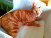 PURRSEUS - Offered by Owner