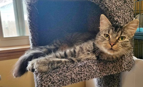 MILLIE - Offered by Owner - Young female