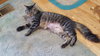 MILLIE - Offered by Owner - Young female