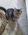MILLIE - Offered by Owner - Young female