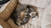 MILLIE - Offered by Owner - Young female
