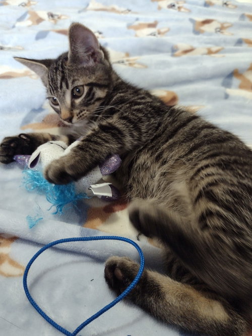 FRED - Offered by Owner - Good with Dogs