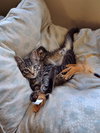 FRED - Offered by Owner - Good with Dogs